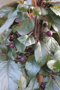 Paradisæble - Malus 'Scarlet' 200-250 cm