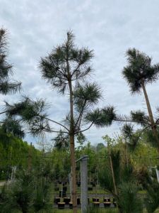 Skovfyr Pinus sylvestris med 160 cm ren stamme og åben krone