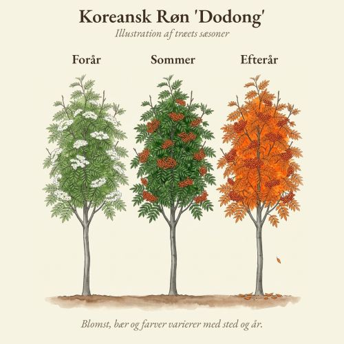 Koreansk Røn 'Dodong' gennem året, illustration af træet forår, sommer og efterår