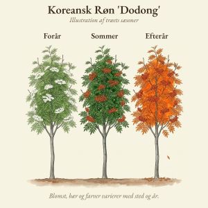 Koreansk Røn 'Dodong' gennem året, illustration af træet forår, sommer og efterår