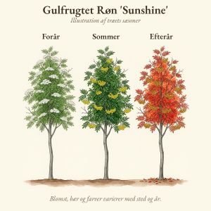 Gulfrugtet Røn 'Sunshine' gennem året, illustration af træet forår, sommer og efterår