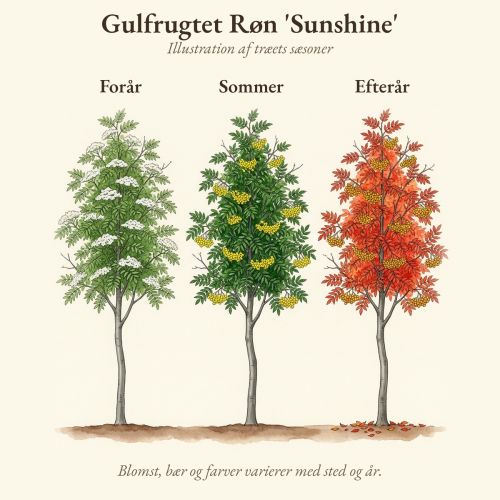 Gulfrugtet Røn 'Sunshine' gennem året, illustration af træet forår, sommer og efterår