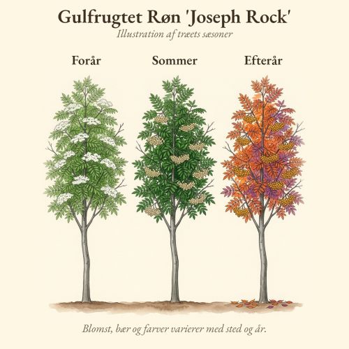 Gulfrugtet Røn 'Joseph Rock' gennem året, illustration af træet forår, sommer og efterår
