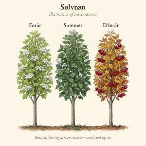 Sølvrøn gennem året, illustration af træet forår, sommer og efterår