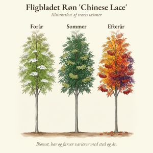 Fligbladet Røn 'Chinese Lace' gennem året, illustration af træet forår, sommer og efterår