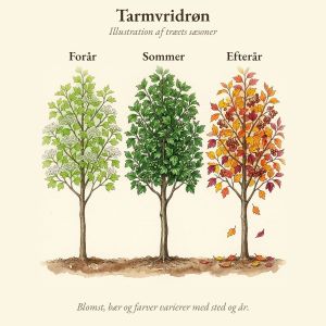 Tarmvridrøn gennem året, illustration af træet forår, sommer og efterår