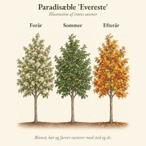 Paradisæble 'Evereste' gennem året, illustration af træet forår, sommer og efterår