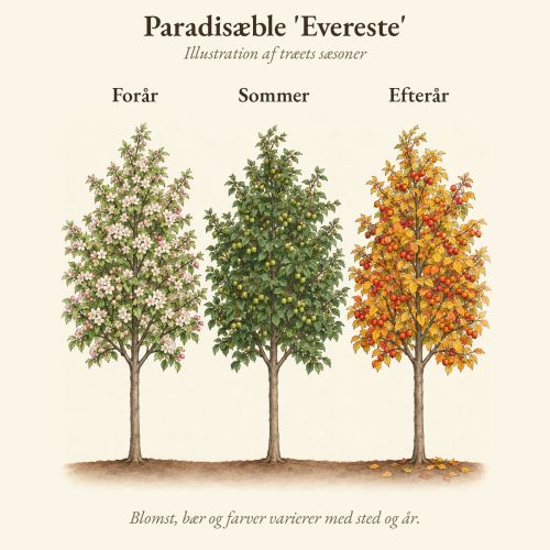 Paradisæble 'Evereste' gennem året, illustration af træet forår, sommer og efterår