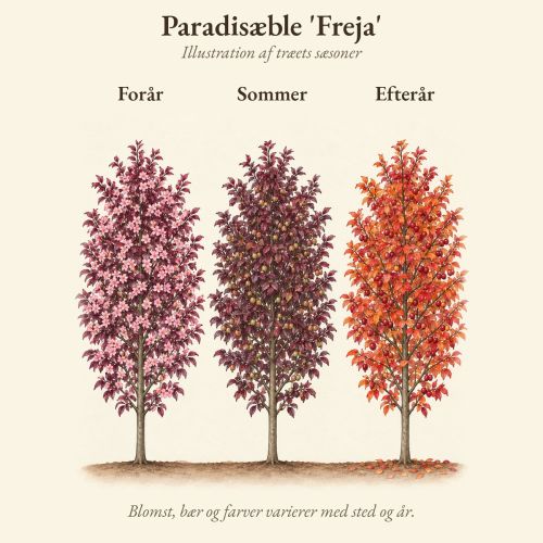 Paradisæble 'Freja' gennem året, illustration af træet forår, sommer og efterår