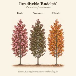 Paradisæble 'Rudolph' gennem året, illustration af træet forår, sommer og efterår