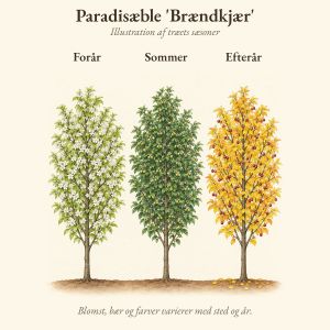 Paradisæble 'Brændkjær' gennem året, illustration af træet forår, sommer og efterår