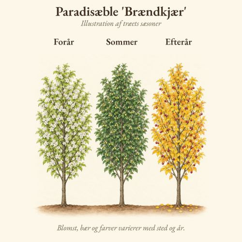Paradisæble 'Brændkjær' gennem året, illustration af træet forår, sommer og efterår