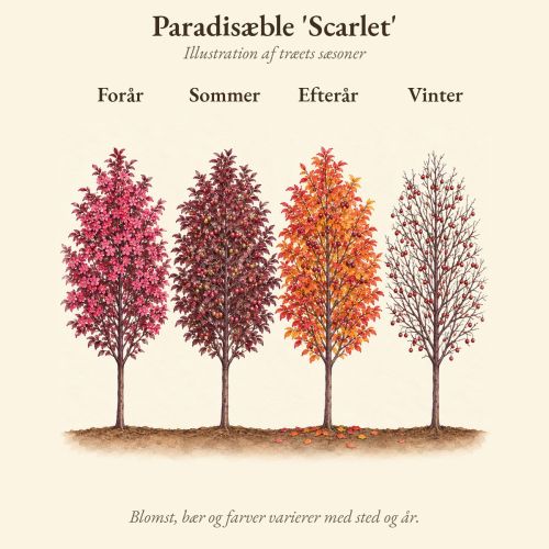 Paradisæble 'Scarlet' gennem året, illustration af træet forår, sommer, efterår og vinter