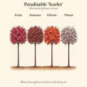 Paradisæble 'Scarlet' gennem året, illustration af det toppodede træ forår, sommer, efterår og vinter