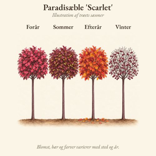Paradisæble 'Scarlet' gennem året, illustration af det toppodede træ forår, sommer, efterår og vinter