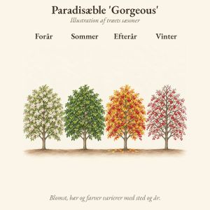 Paradisæble 'Gorgeous' gennem året, illustration af træet forår, sommer, efterår og vinter