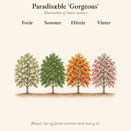 Paradisæble 'Gorgeous' gennem året, illustration af træet forår, sommer, efterår og vinter