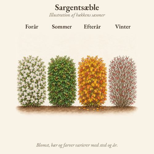 Sargentsæble gennem året, illustration af hækken forår, sommer, efterår og vinter