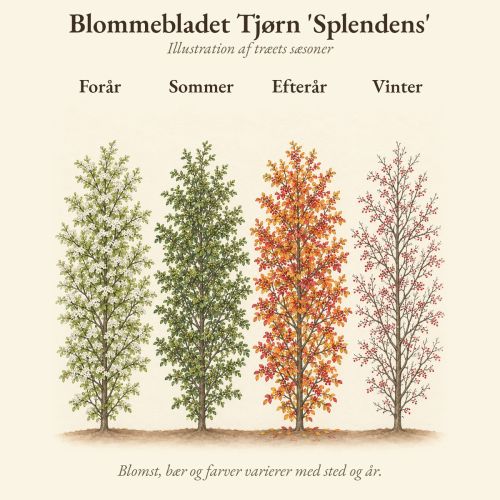 Blommebladet Tjørn 'Splendens' gennem året, illustration af træet forår, sommer, efterår og vinter