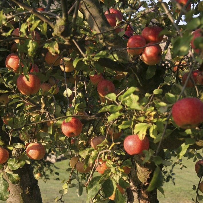 Elstar - Æbletræ 5-8 grene