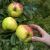Fillippa æbletræ