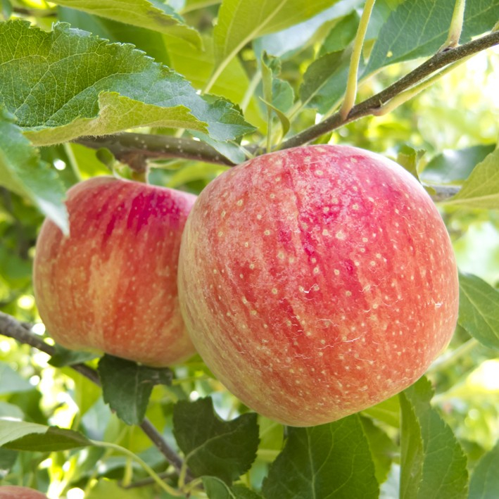 Guldborg - Æbletræ 5-8 grene