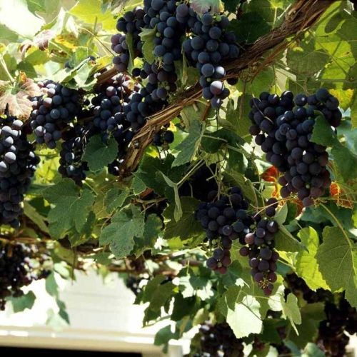 Schuyler - Vinplanter