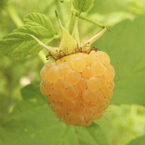 Fallgold - Hindbærbusk