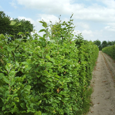 Bøg-fagus sylvatica