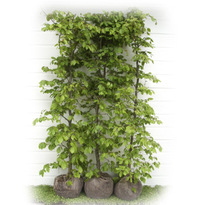 Bøg-fagus sylvatica