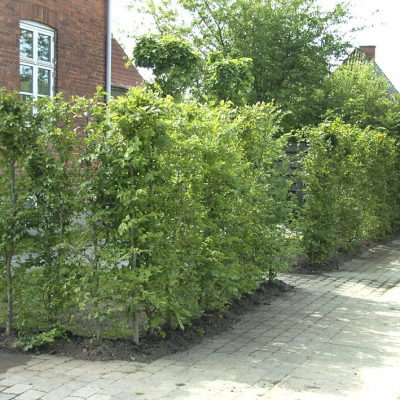 Bøg-fagus sylvatica