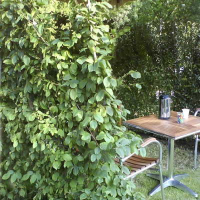 Avn bøg-Carpinus betulus