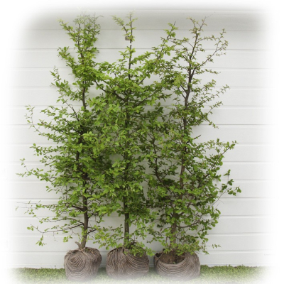 Avn bøg-Carpinus betulus