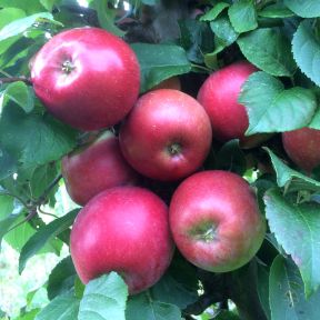 Dværgtræ Æble 'Rød Aroma'(Fagravoll)