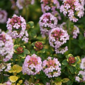 Thymus 'Doone Valley' med blomster