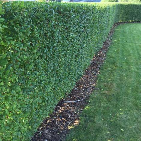 liguster planter liguster planter
